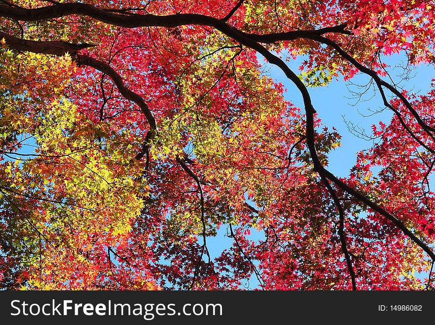 Colorful maple leaves under the sun. Colorful maple leaves under the sun