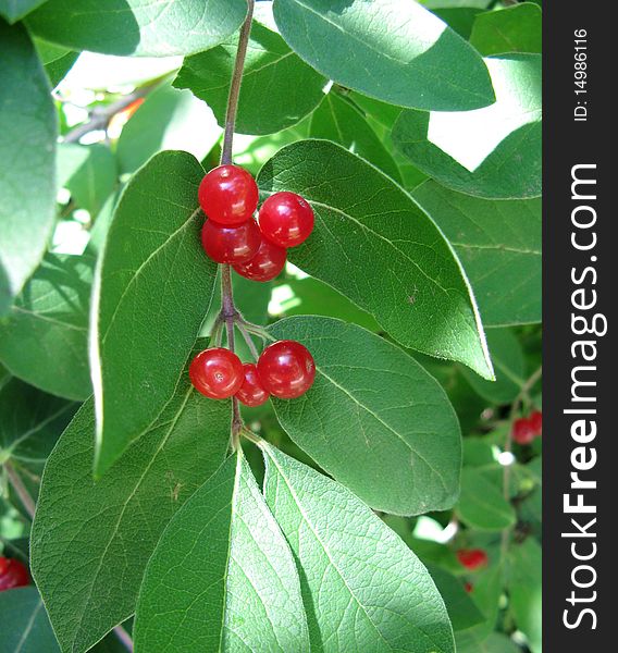 Red berries on a leafy branch