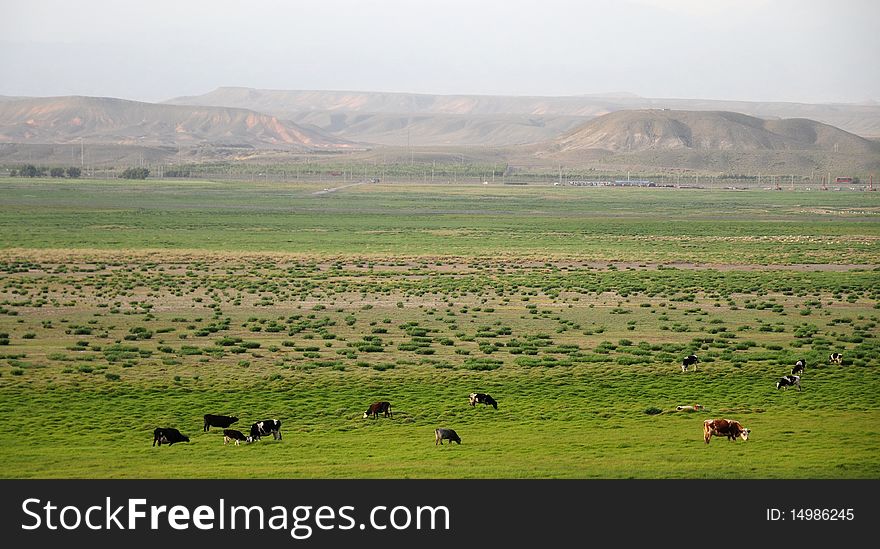 The beautiful grassland with livestock near urumqi,Sinkiang,West China. The beautiful grassland with livestock near urumqi,Sinkiang,West China.