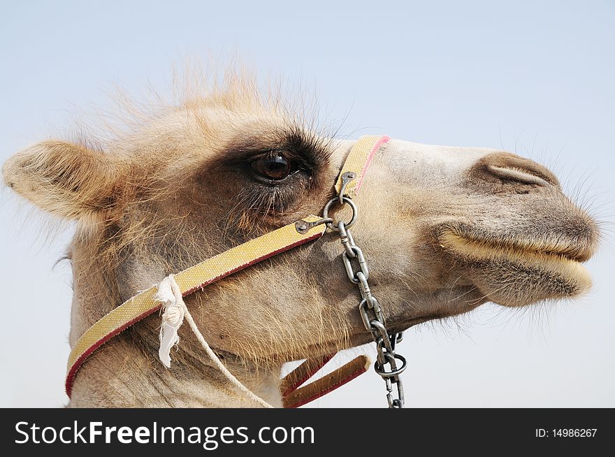 A camel head with halter.
