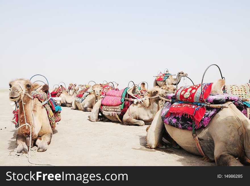 Camel lying on the desert oasis sand,Sinkiang,West China. Camel lying on the desert oasis sand,Sinkiang,West China.