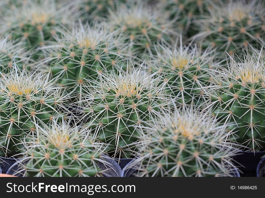 Close Up Of Cactus In Pattern