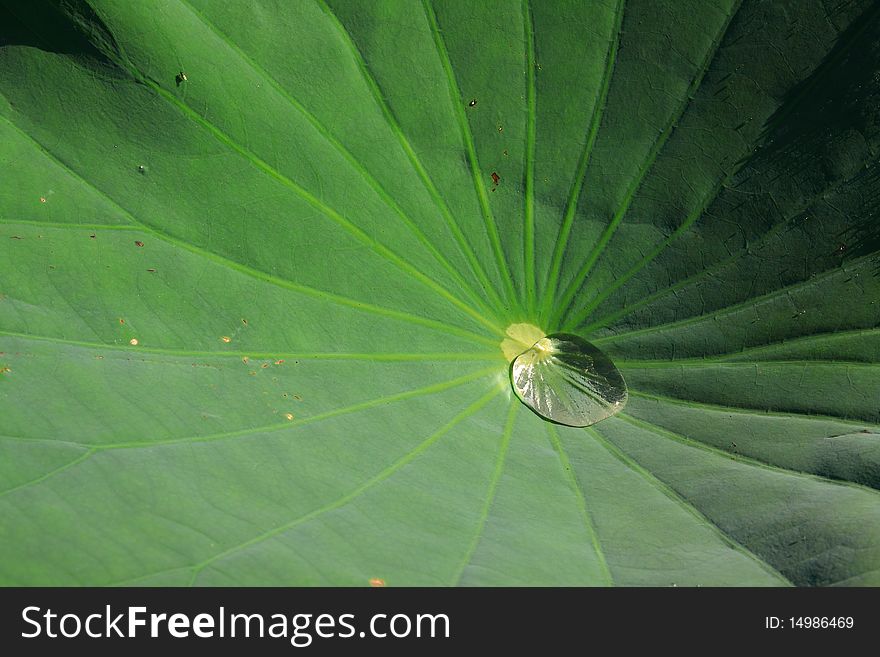 A drop of water on a lotus leaf. A drop of water on a lotus leaf