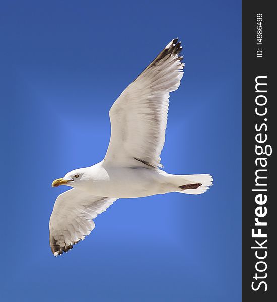 A seagull soars in the summer sky. A seagull soars in the summer sky