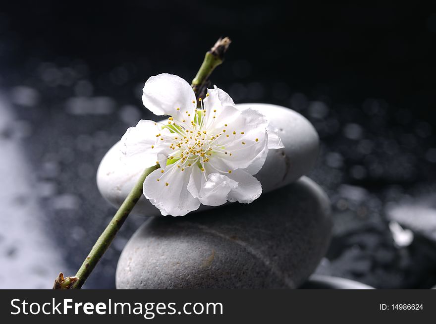 Stacked stones and white flower and water drops. Stacked stones and white flower and water drops