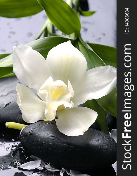 Wet stones and white flower with green leaf. Wet stones and white flower with green leaf