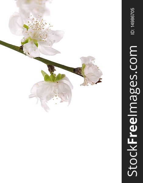 Spring cherry-branch on white background. Spring cherry-branch on white background