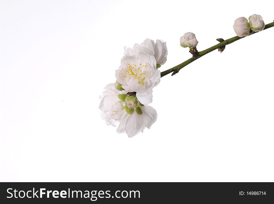 Spring cherry-branch on white background. Spring cherry-branch on white background