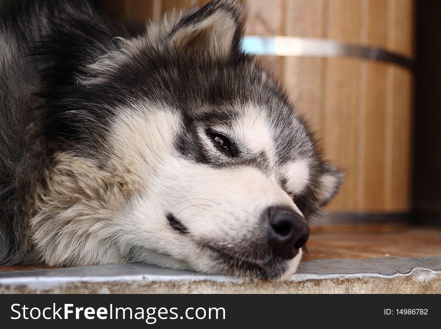 Picture Of A Brown-eyed Adult Siberian Husky