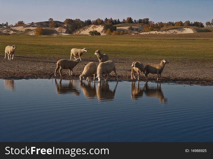 Sheeps By The Lake