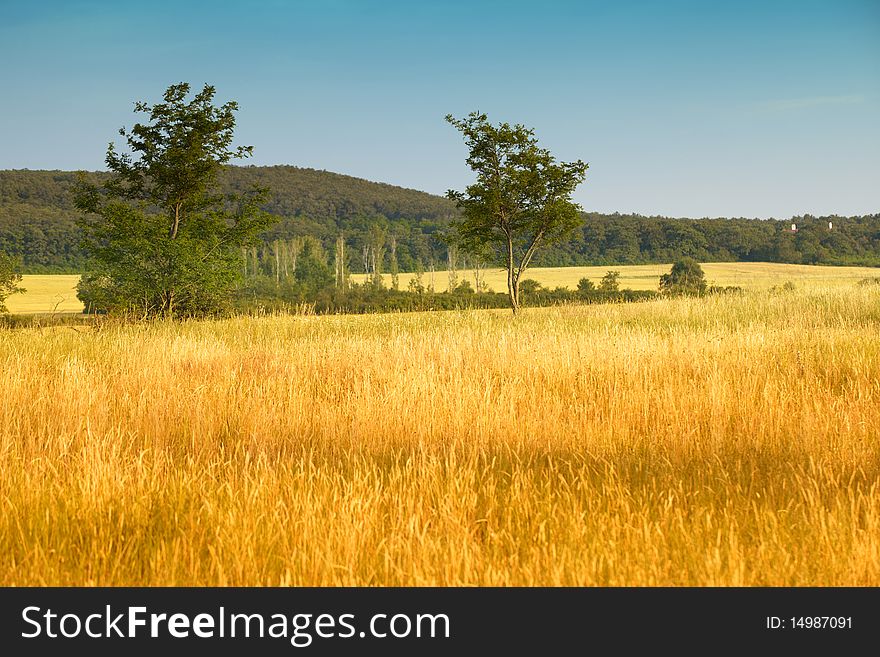 Wheat and blue sky