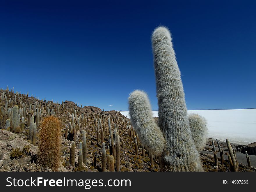 Isle of cactus in Bolivia, Salar de Uyuni