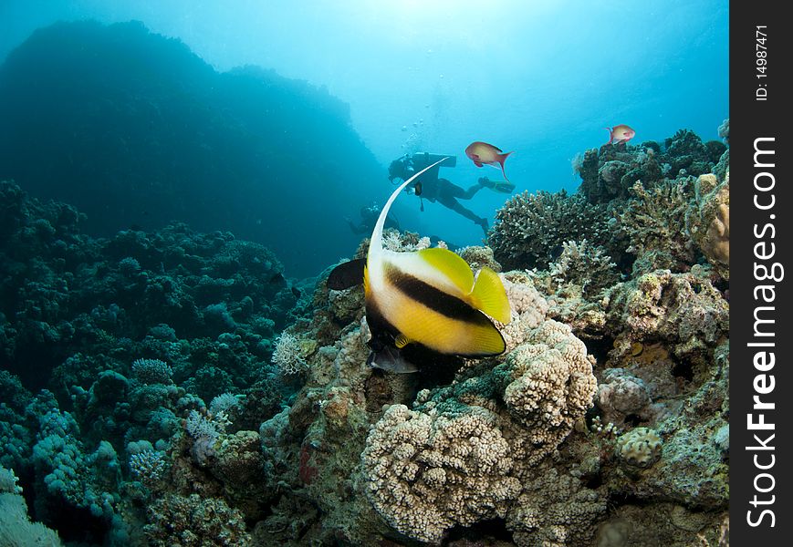 Portraite of a banner fish with silouetted scuba diver in background. Portraite of a banner fish with silouetted scuba diver in background