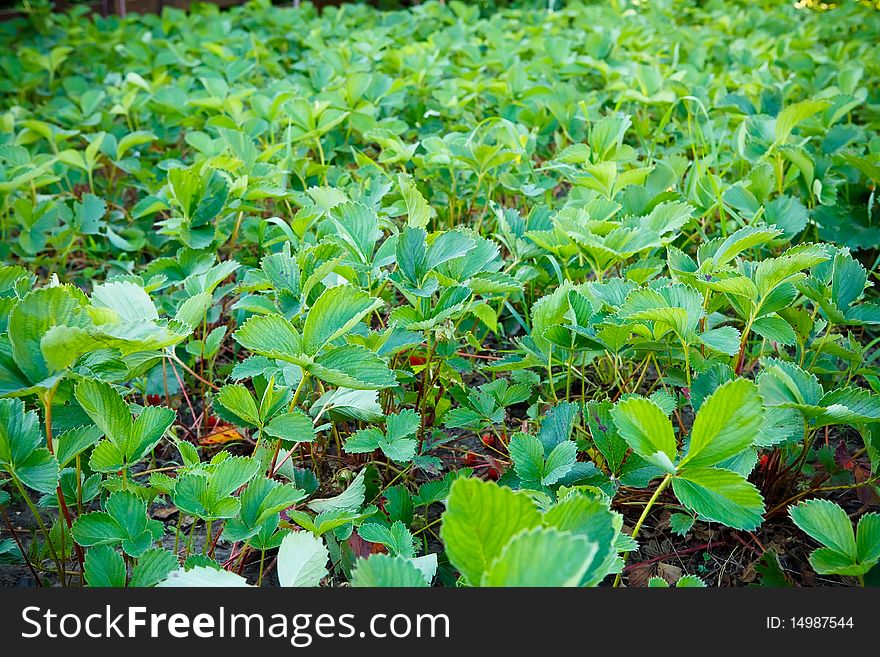 Strawberry field on an organic farm. Strawberry field on an organic farm