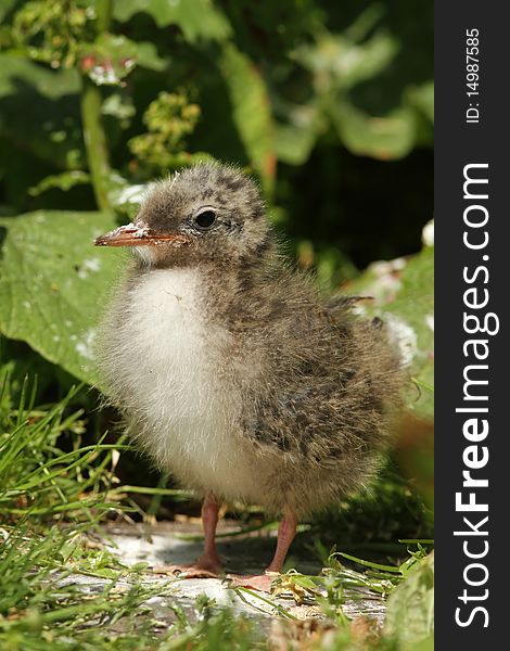 Baby tern