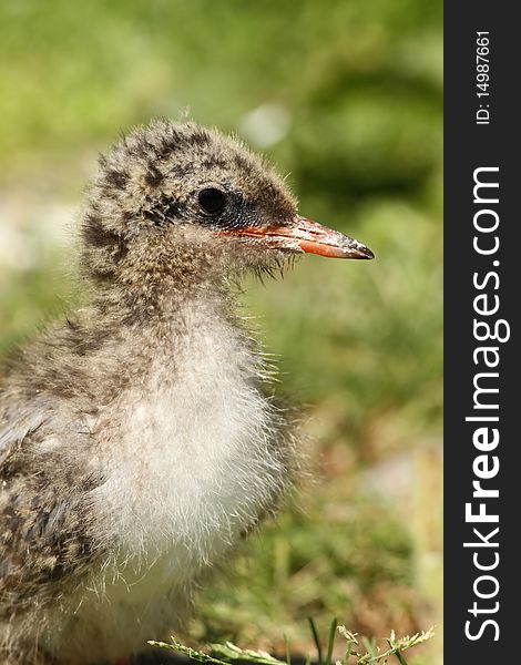 Animals: Close up of a baby tern