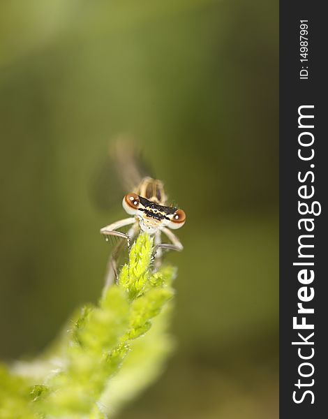 The detail of White-legged Damselfly (Platycnemis pennipes) on the yarrow plant.