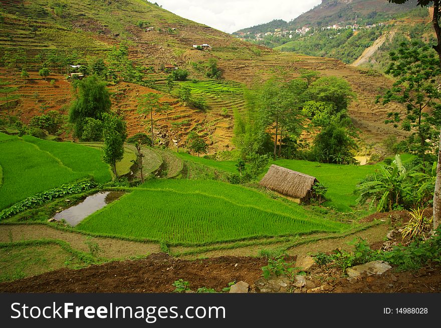 Landscape of mountain rice