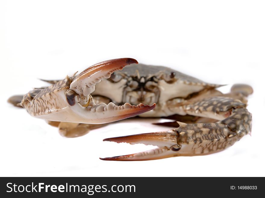 Isolated Fresh Crab on white background