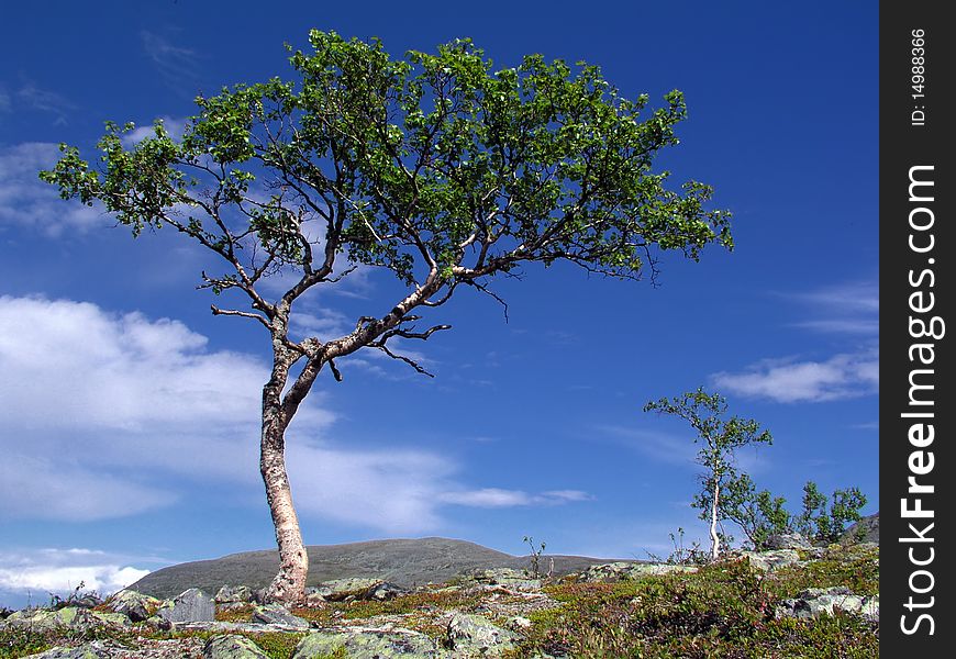 Wild landscape with one big tree on hill