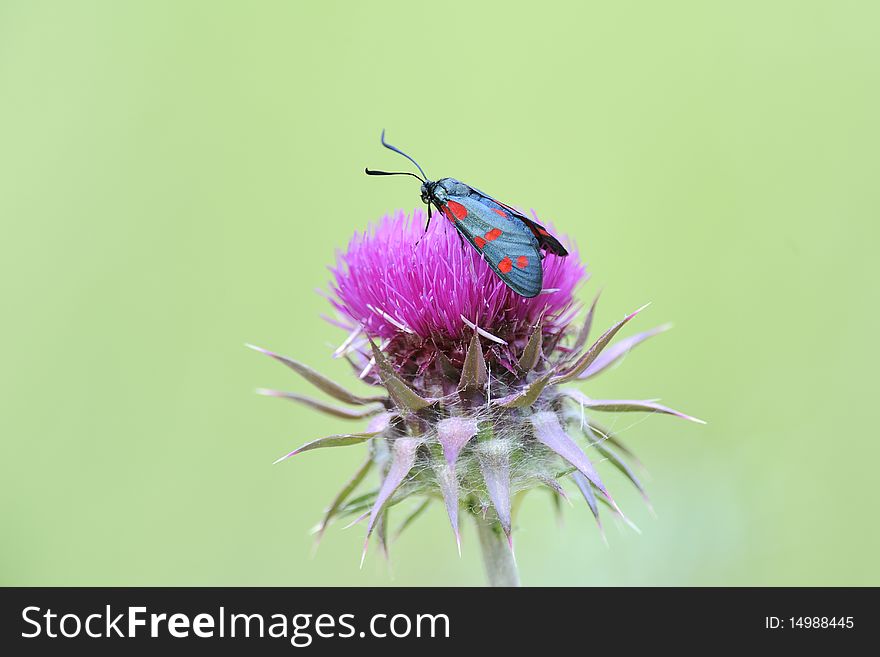 A Zygaena butterfly on a thistle flower