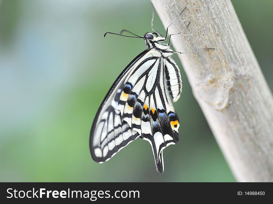 A papilio butterfly is resting on a tree