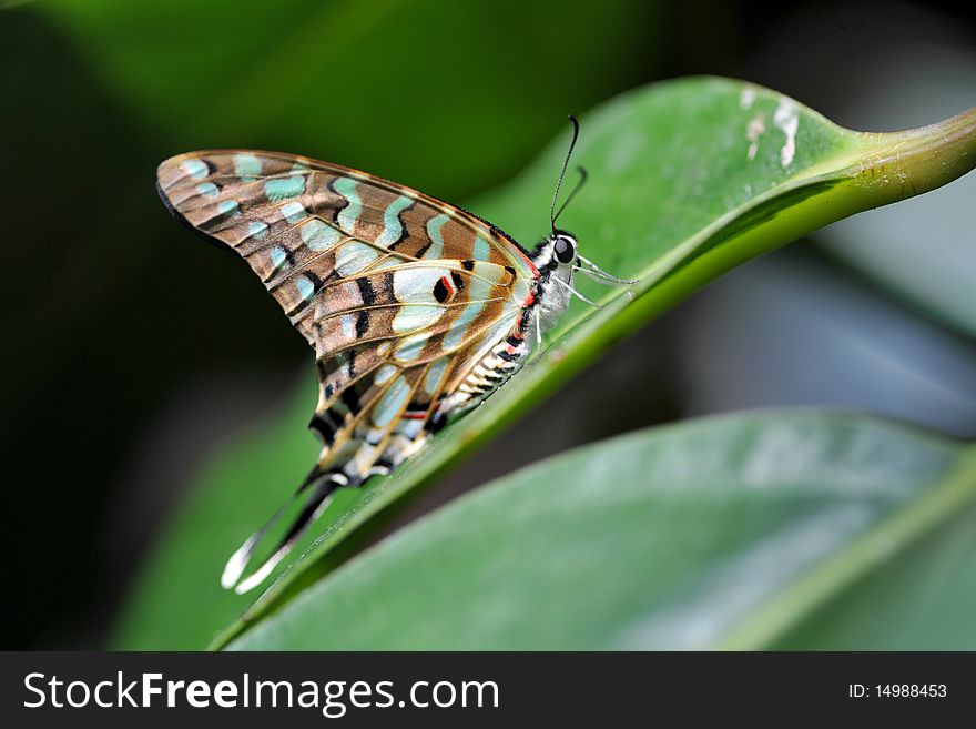 A papilio butterfly is resting on a leaf