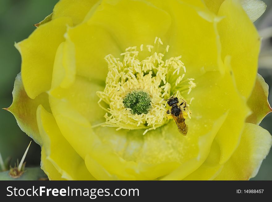 An insect on a cactus flower in Tuscany