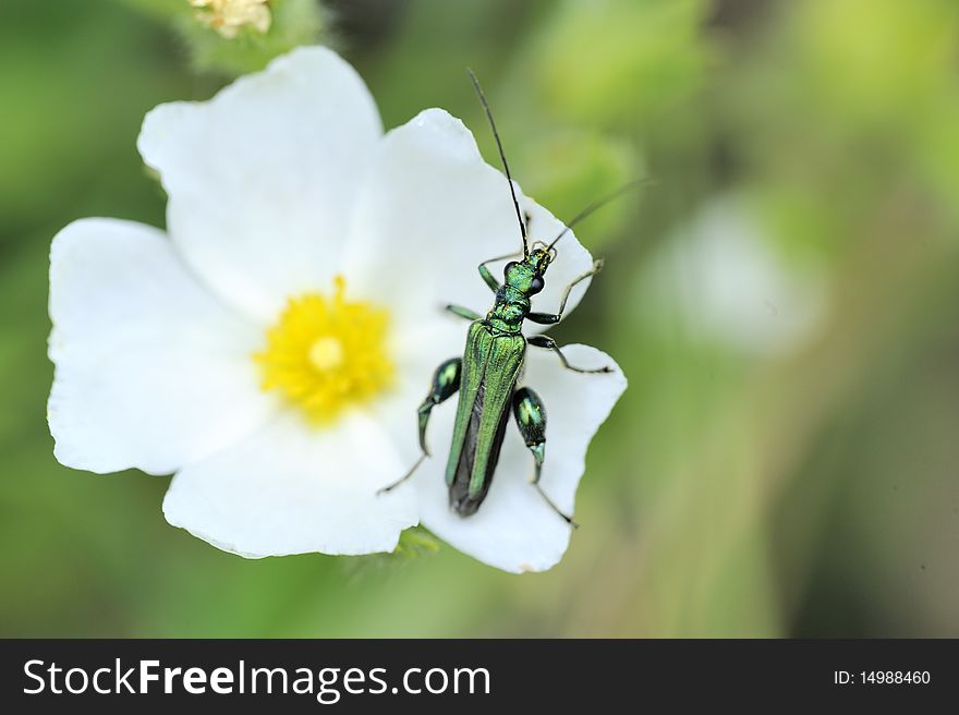 Green insect on a flower