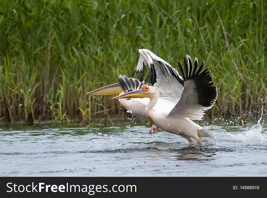 White Pelicans taking off from water