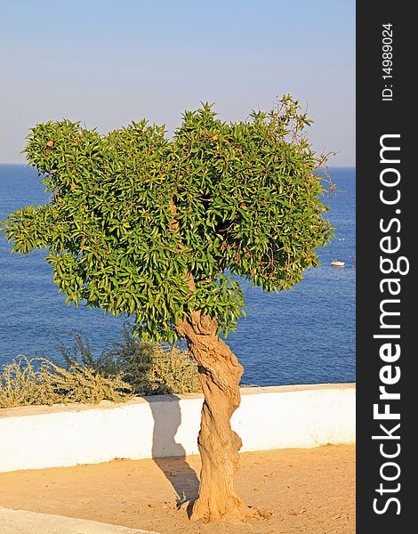 Tree near the coast, in Algarve, Portugal. Tree near the coast, in Algarve, Portugal