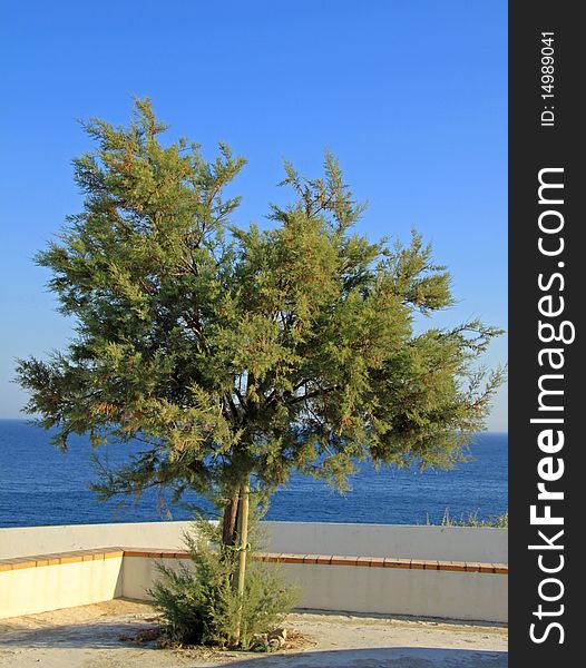 Tree near the coast, in Algarve, Portugal. Tree near the coast, in Algarve, Portugal