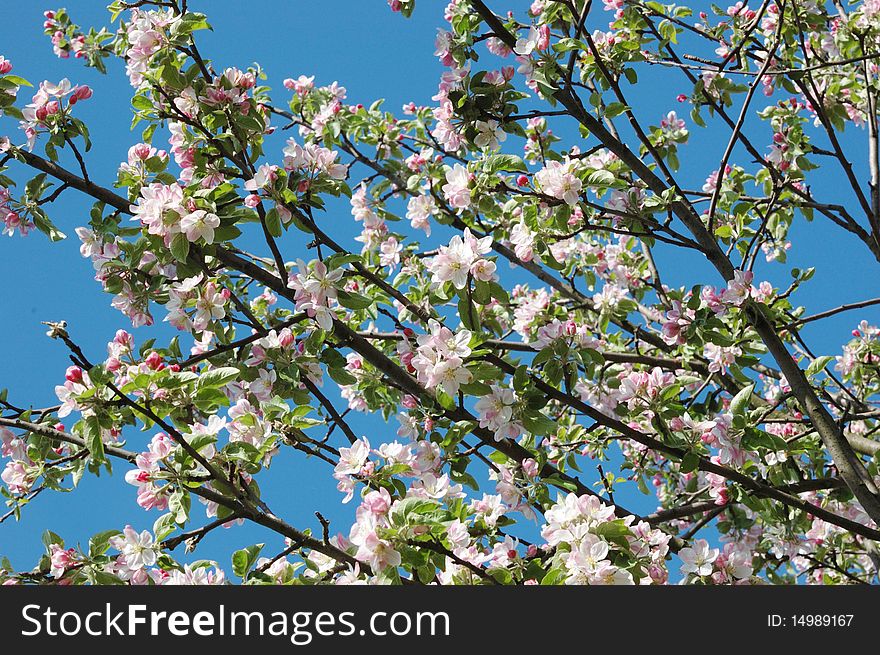 Spring apple tree blossom closeup - floral background