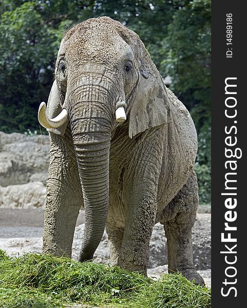 African elephant. Latin name - Loxodonta africana. African elephant. Latin name - Loxodonta africana