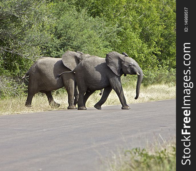 African pair of elephant in the bush in Kruger National Park. African pair of elephant in the bush in Kruger National Park