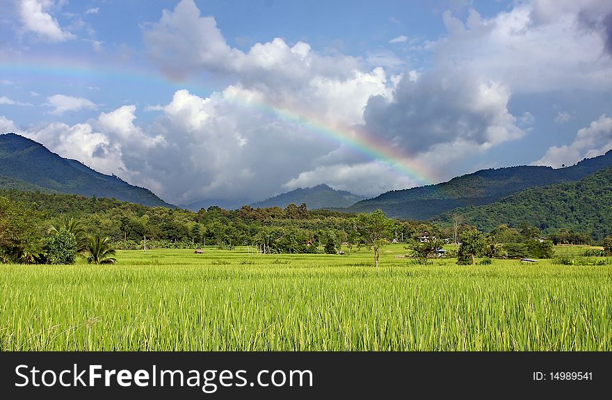 The rainbow after rainy and green fields. The rainbow after rainy and green fields