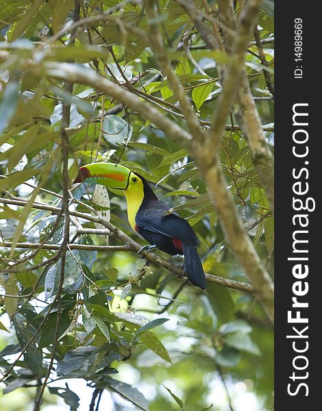 A photo of a toucan that resting on a branch in the costa rican rain forest.