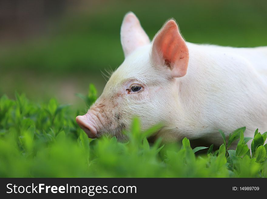 Young beautiful pigling on a green grass. Young beautiful pigling on a green grass.