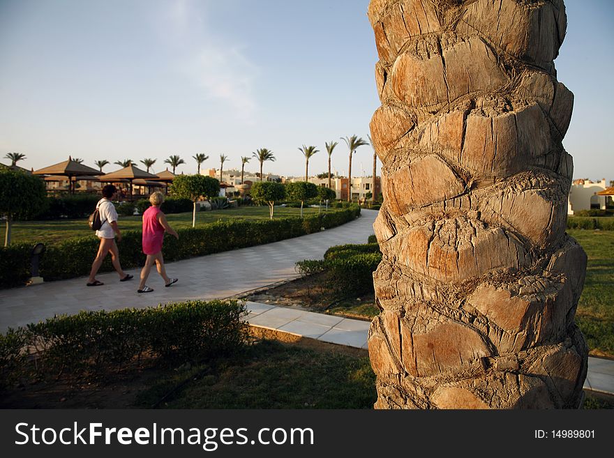 Landscape with a palm tree in the foreground; taken in Egypt.