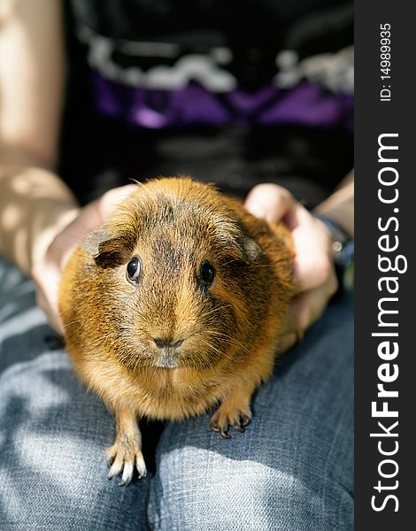 Portrait of a golden guines pig sitting on sure lap