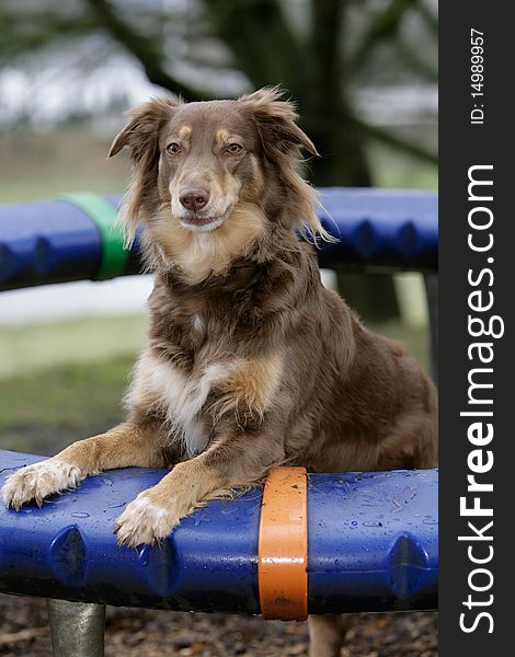 Portrait of a brown Australian shepherd dog