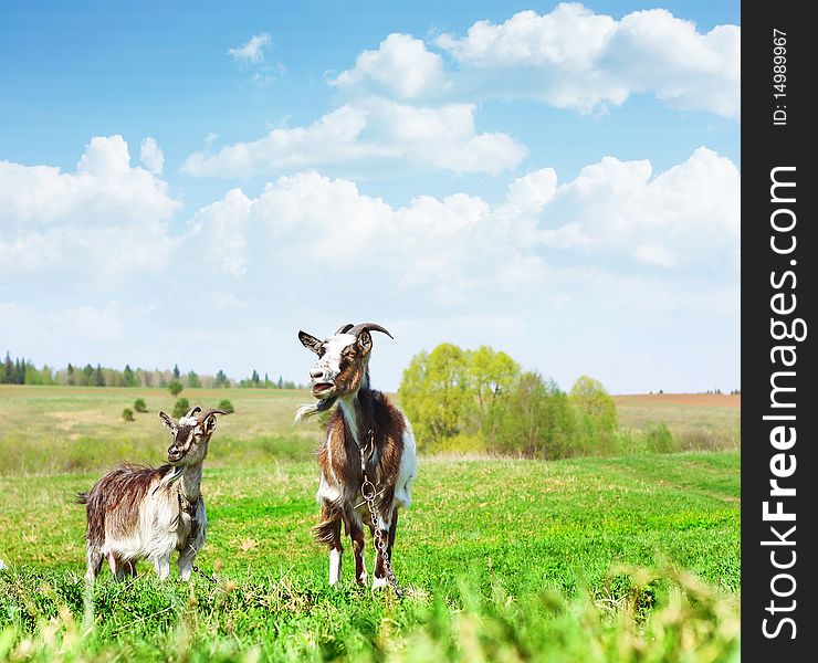 Two goats standing on green grass and looking to somewere