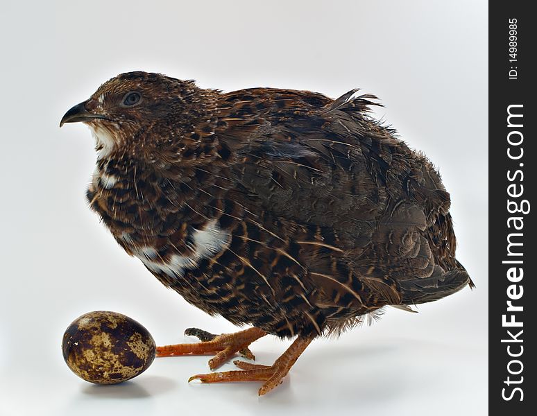 This is a smacking strain of a very popular domestic agricultural birds - quail. Quails lay small and very taste and healthy eggs. This is a smacking strain of a very popular domestic agricultural birds - quail. Quails lay small and very taste and healthy eggs.
