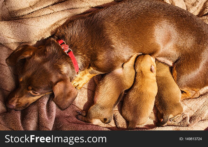 Close up of cute, adorable little dachshund puppies dogs newborns lying next to mother feeding them. Close up of cute, adorable little dachshund puppies dogs newborns lying next to mother feeding them