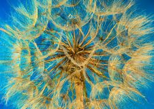 Dandelion Flower Fragment As Background Texture Royalty Free Stock Photography
