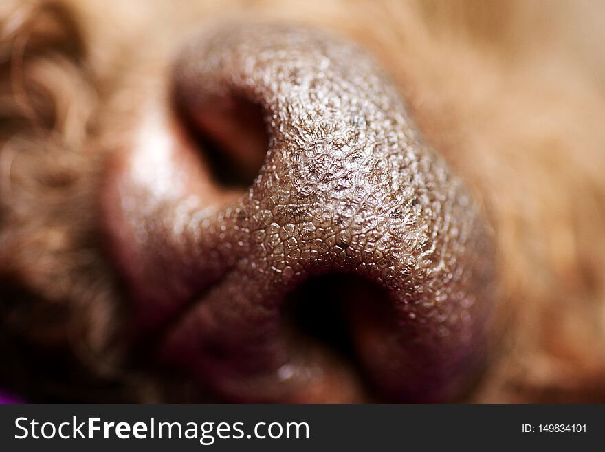 Beautiful macro dog nose background Lagotto Romagnolo breed 50,6 Megapixels 6480 with 4320 Pixels