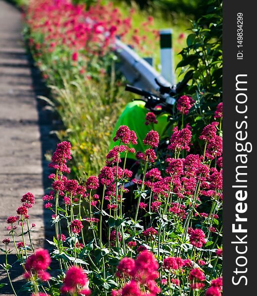 Bicycle laid on the side of motorway  road with lots of flowers. Bicycle laid on the side of motorway  road with lots of flowers