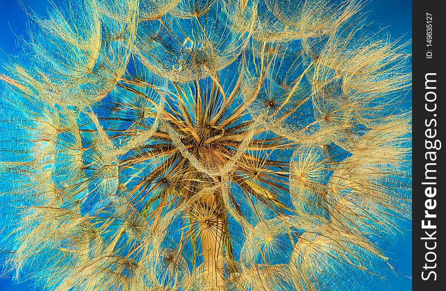 Dandelion flower fragment as background texture for artists