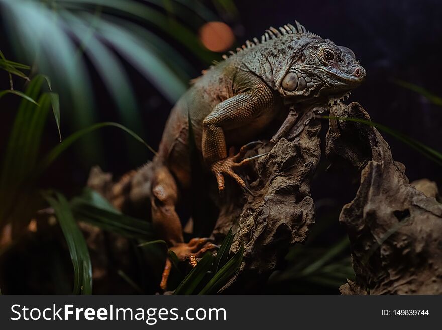 Iguana on a man made habitat. Iguana on a man made habitat