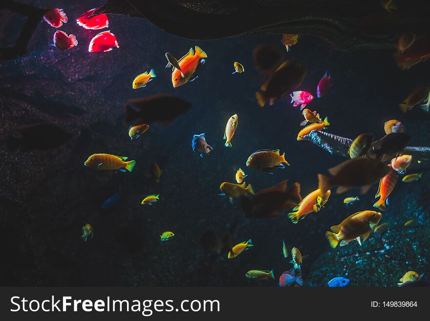 Many Different Colorful Fish Illuminated on Dark Background
